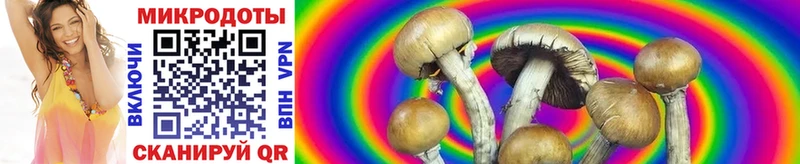 Галлюциногенные грибы Psilocybe  Тейково 
